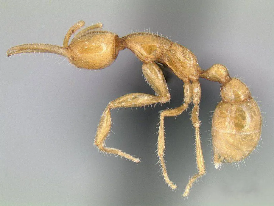 A Martialis Heureka Ant specimen is seen close up.
