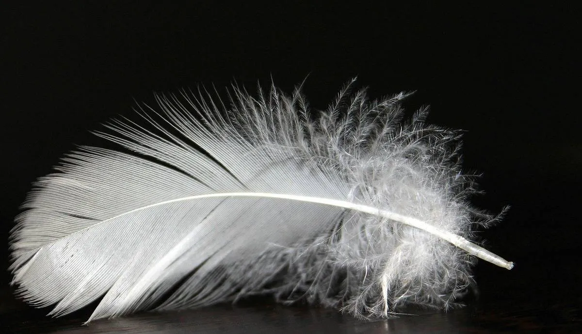 A white feather sits upright against a black backdrop.