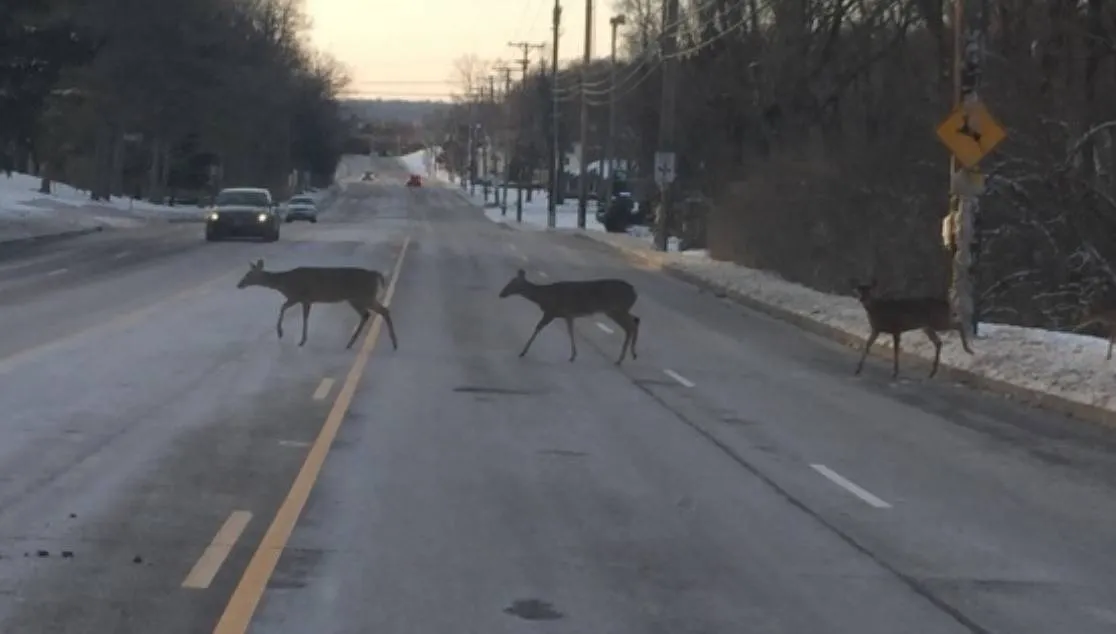 three deer crossing road right at deer crossing caution sign