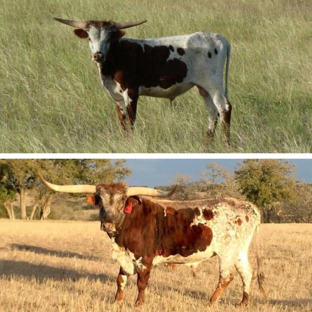 Photo of bull young vs. much older