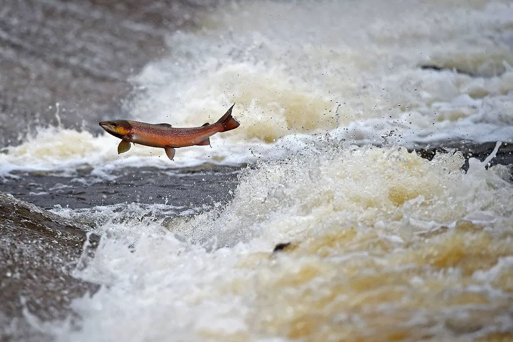 Salmon going upriver 