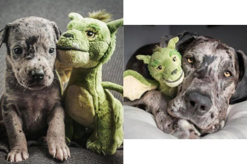 a dog with the same stuffed animal as a puppy and an adult