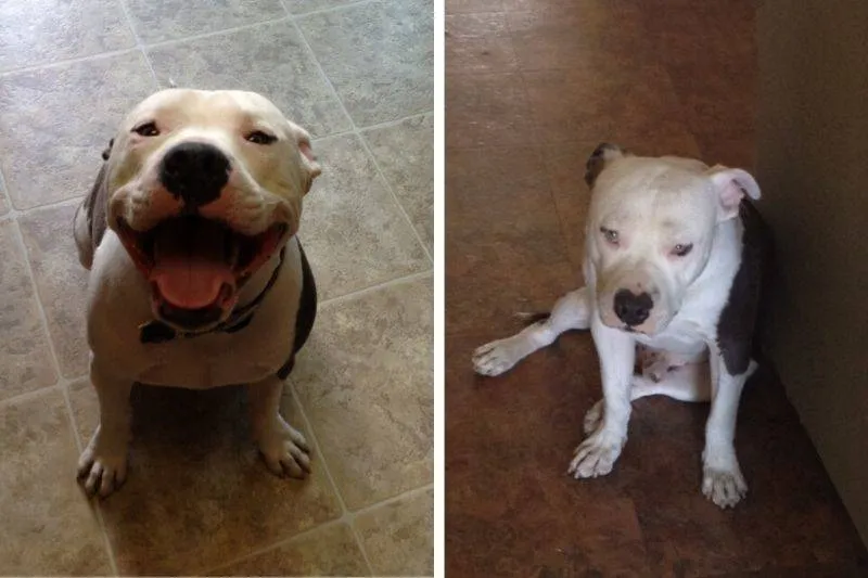 a dog when their master comes home and when they leave
