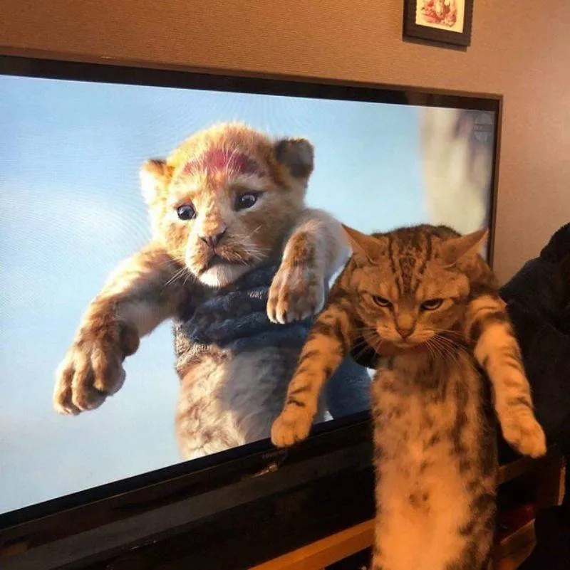 a CGI cat and a real cat