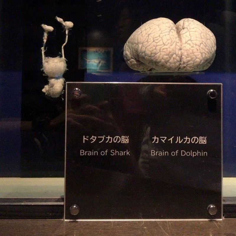 a dolphin brain and a shark brain
