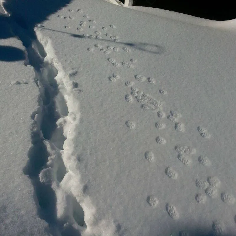 paths left by two different cats 