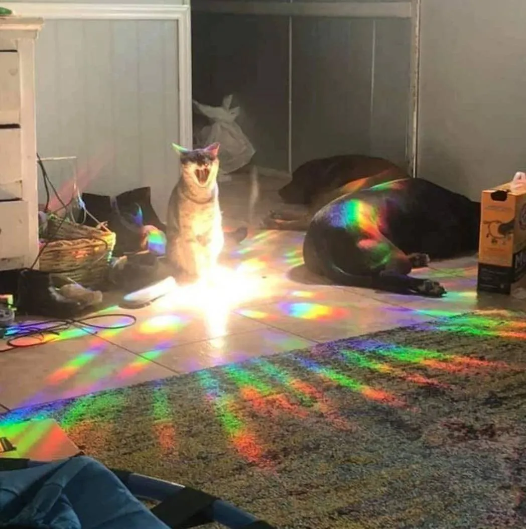 screaming cat sitting in light from a window is at center of rainbow shots of light