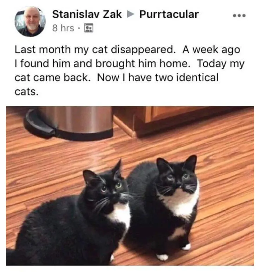photo of identical cats captioned: last month my cat disappeared. A week ago I found him and brought him home. Today my cat came back. Now I have two identical cats