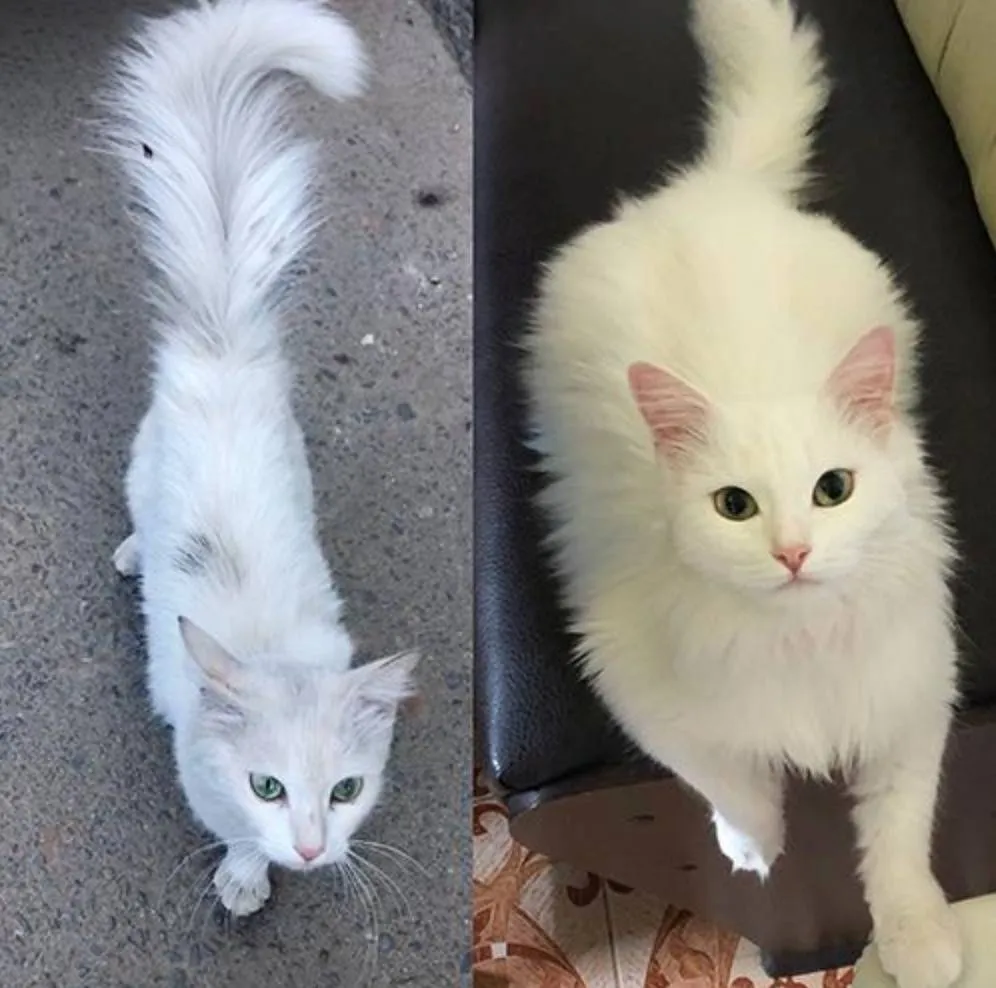 cat when found on the street vs. after a month of living in home