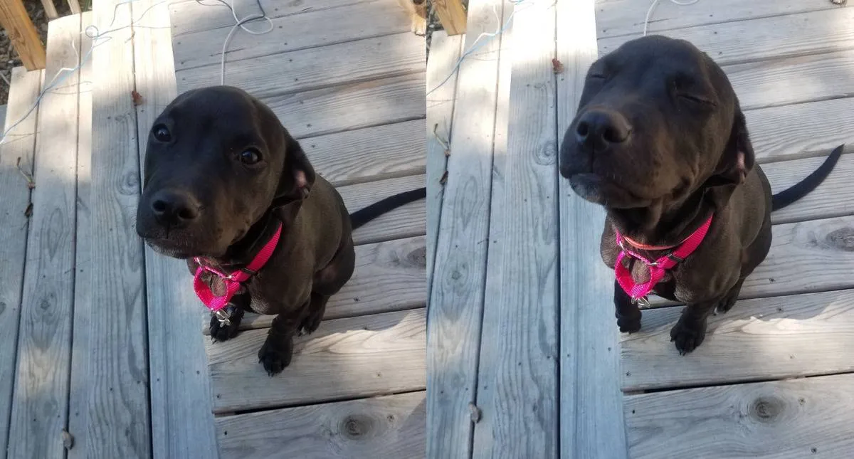 dog looking up vs. dog smiling