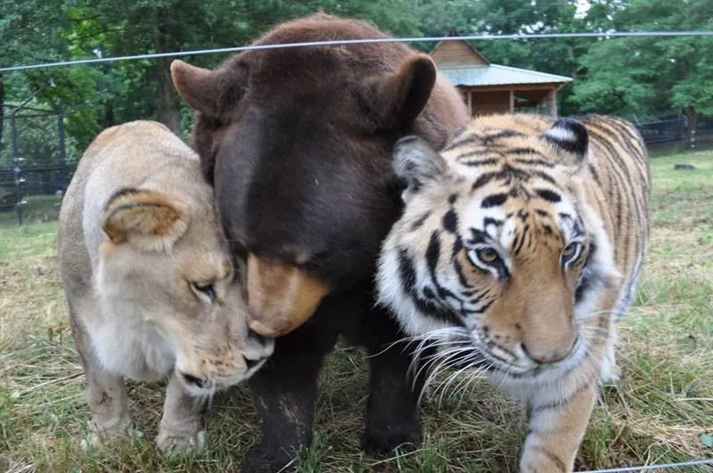 bear-lion-tiger