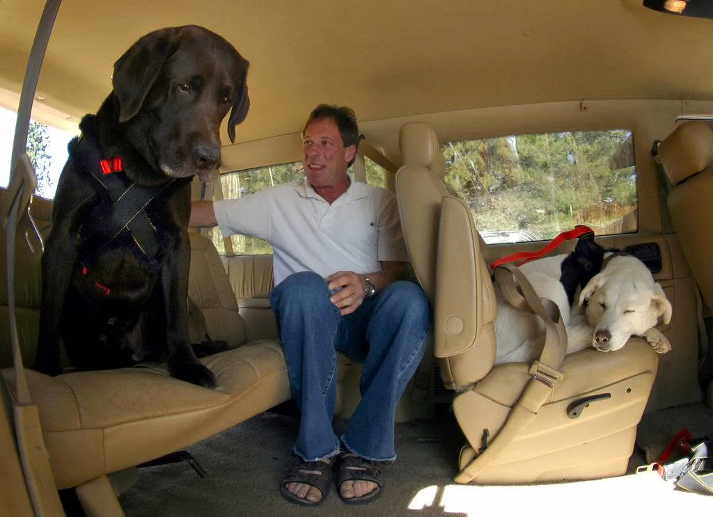 man sitting in backseat of his mini-van with two dogs in car restraints