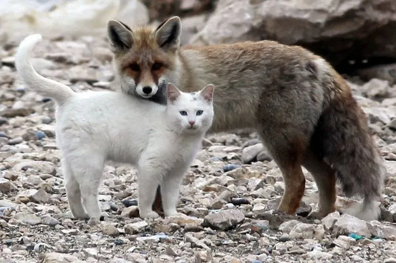 cat-fox