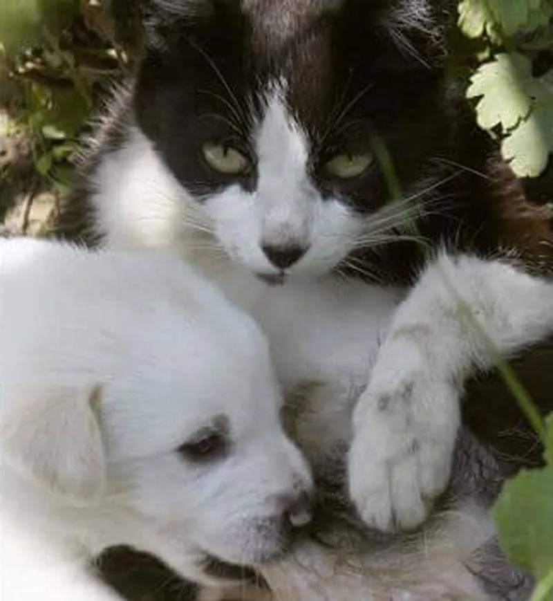 dog-and-kitten-35215