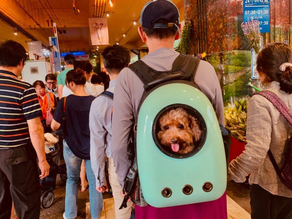 a man with a small dog inside a backpack