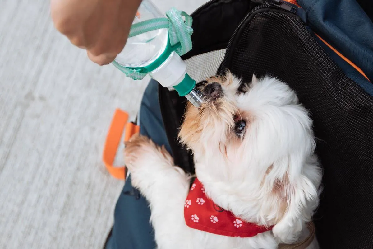 a small dog drinking water out of a bottle