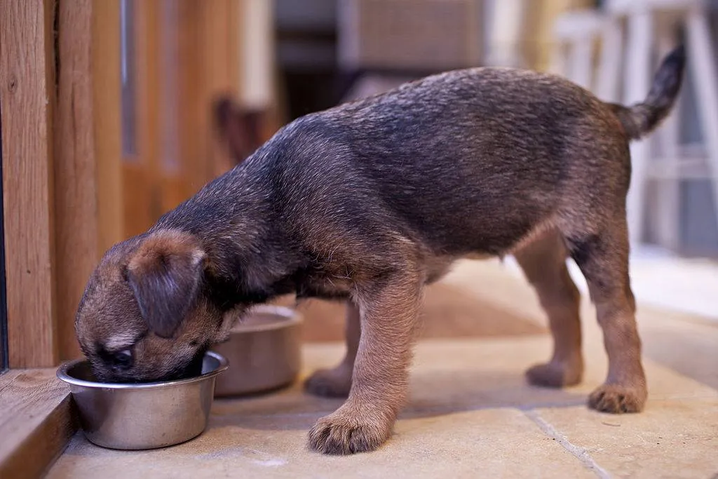 dog eating food out of a metal bowl