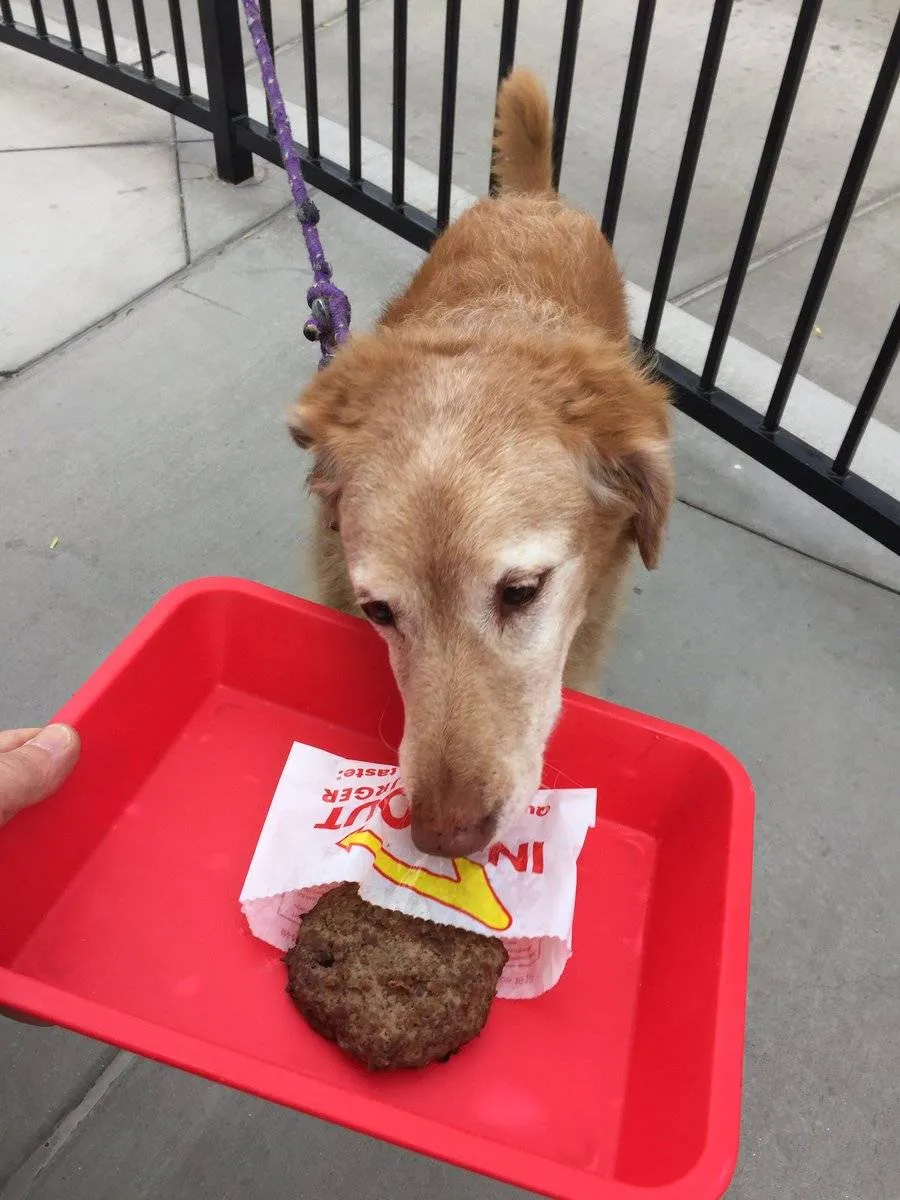 dog in-n-out