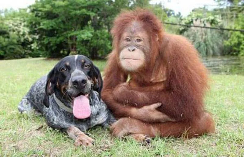 dog-orangutan