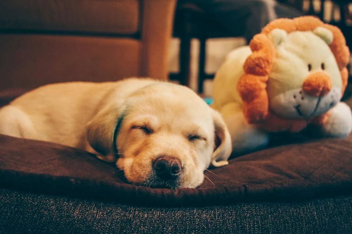 a puppy sleeping next to a lion dog toy
