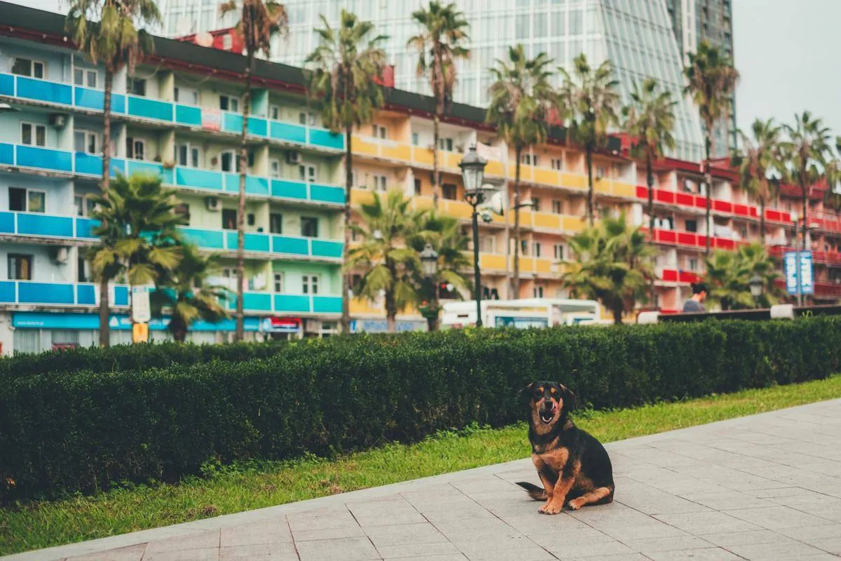 a small dog in front of a multi-colored hotel with palm trees