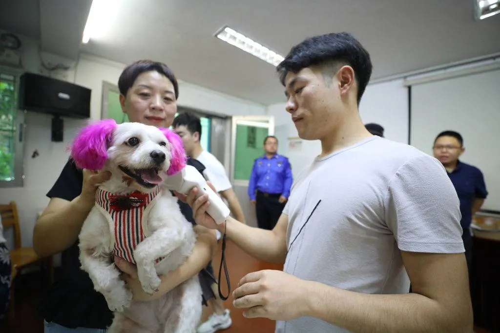 a white dog with pink ears getting a microchip