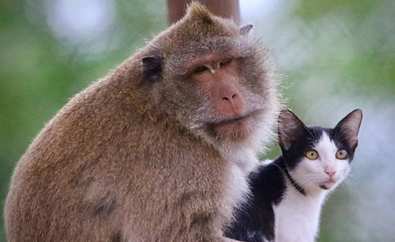 monkey-cat