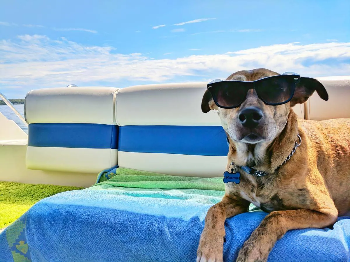 a dog sitting on a towel wearing sunglasses