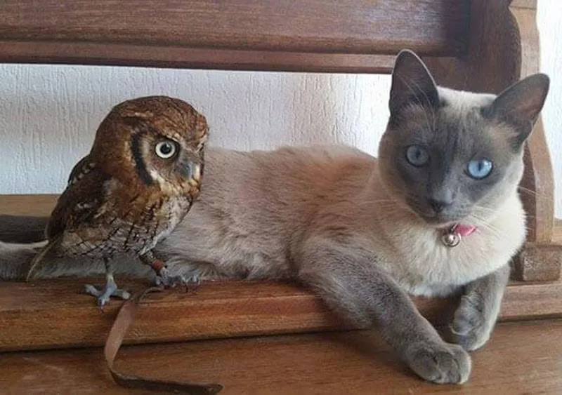 owl-cat