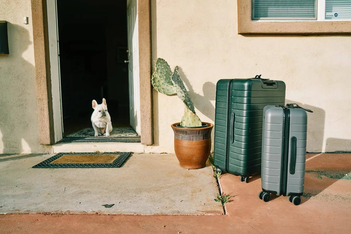 a white french bulldog standing near suitcases and a cactus