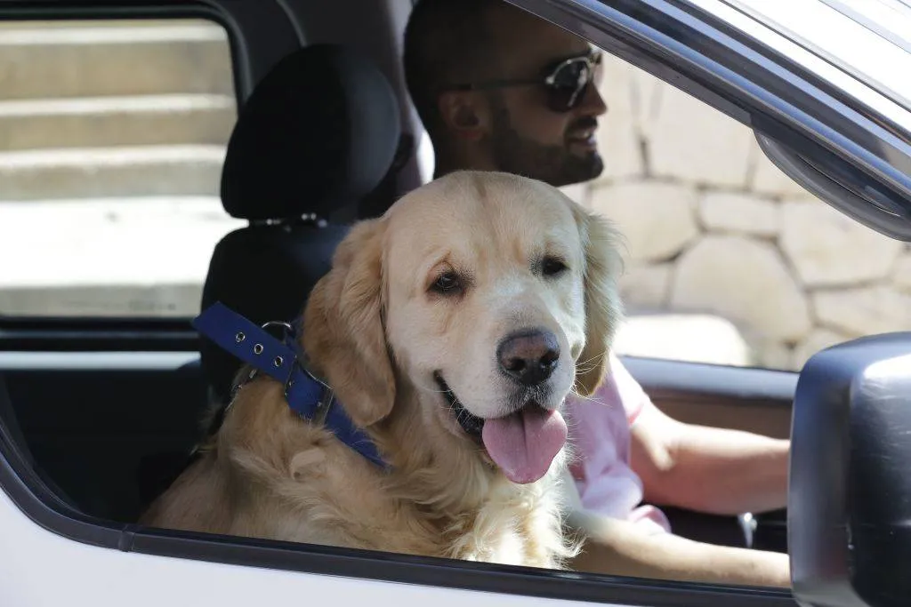 a senior dog riding in the car with the owner