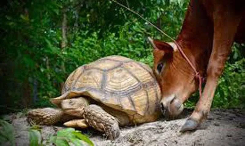 tortoise-cow