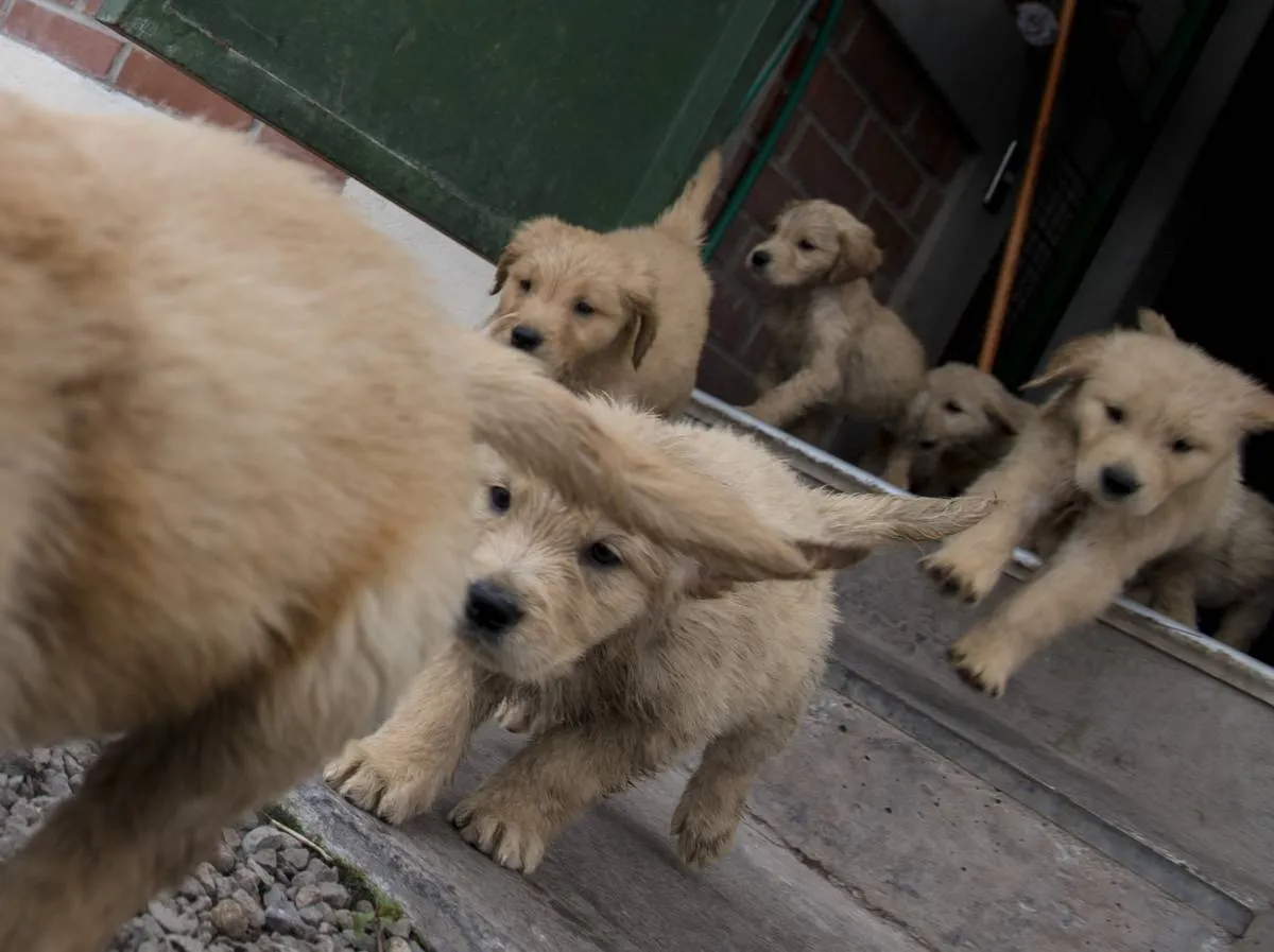six puppies running around