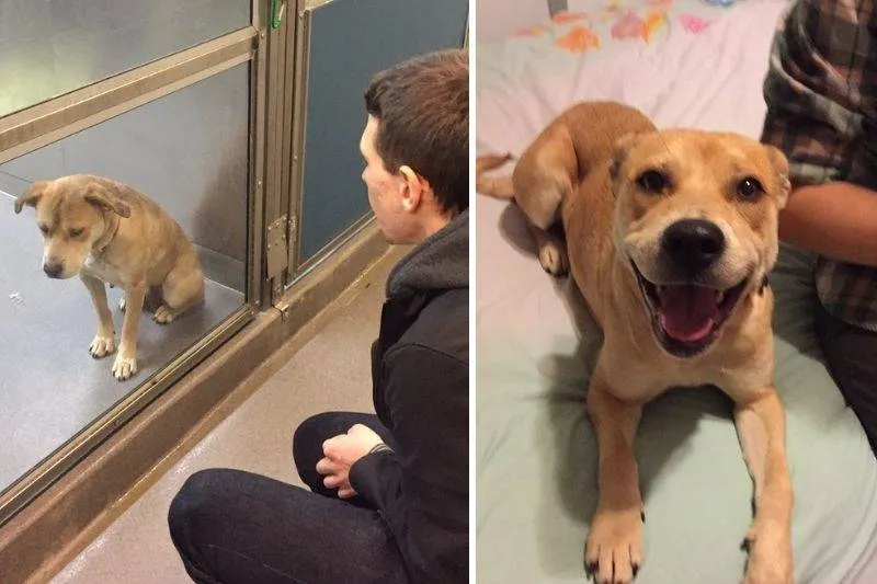 a dog before and after being adopted 