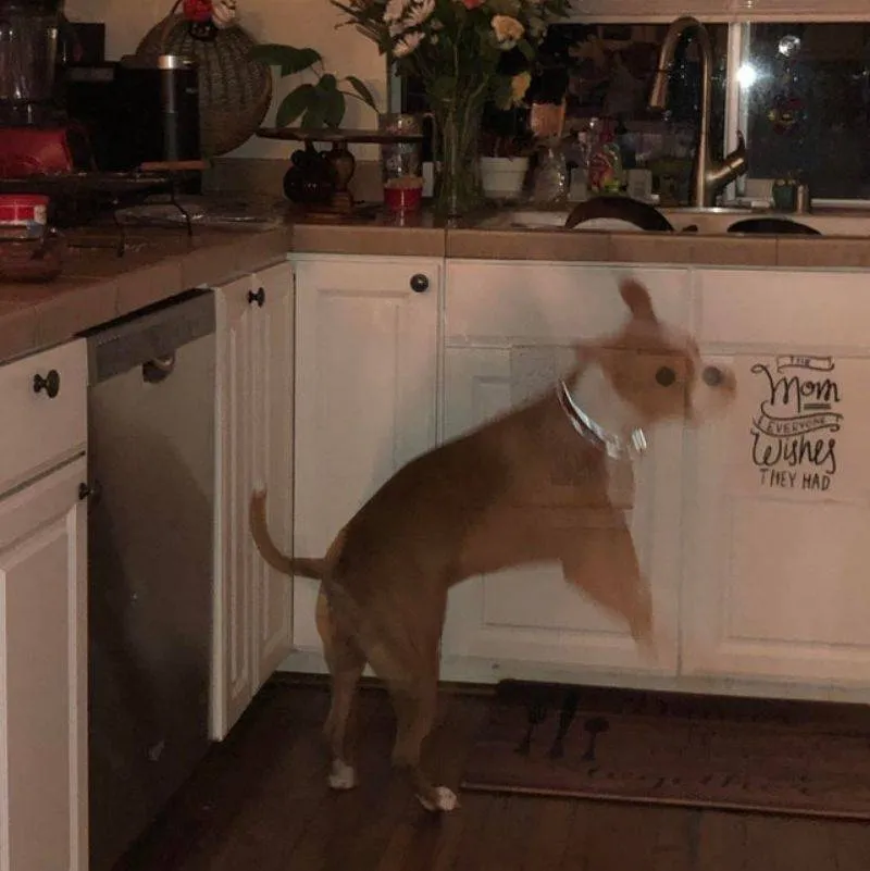 someone's picture of their moving dog looks like a ghost