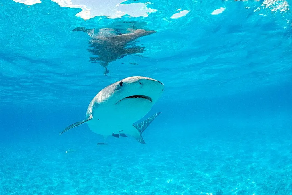 Picture of tiger shark 