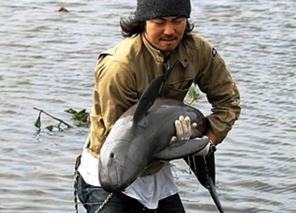 Porpoise-Saved-from-Rice-Field-After-Flood-17982-71456