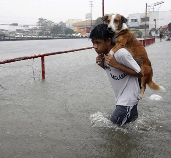Saving-A-Dog-From-a-flood-57240-21380