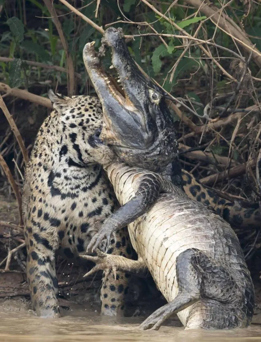 jaguar biting the neck of a crocodile 
