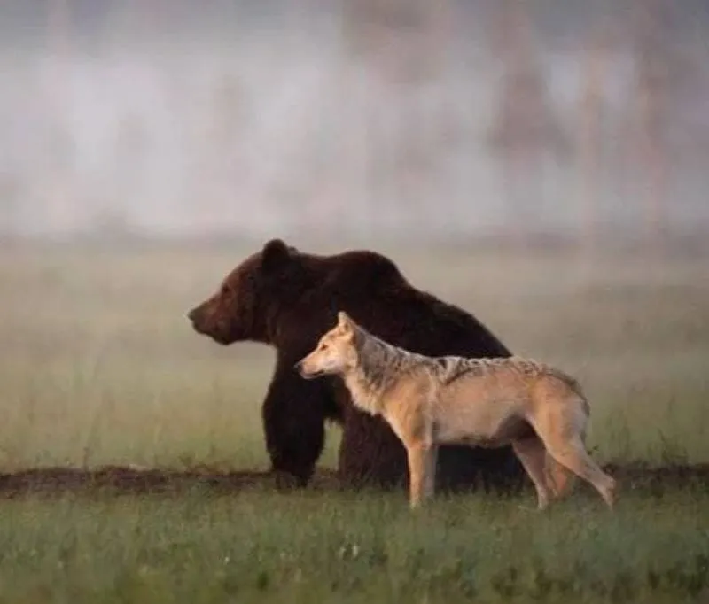 bear and wolf walking together