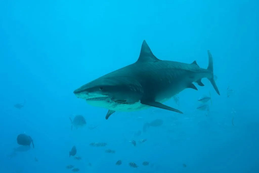 Picture of a tiger shark 