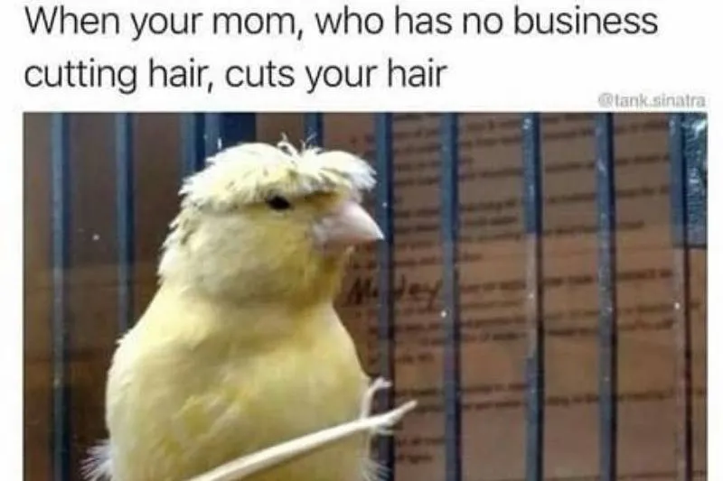  Hair bangs on bird
