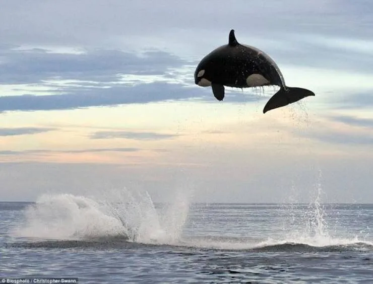 orca jumping 25 ft out of water