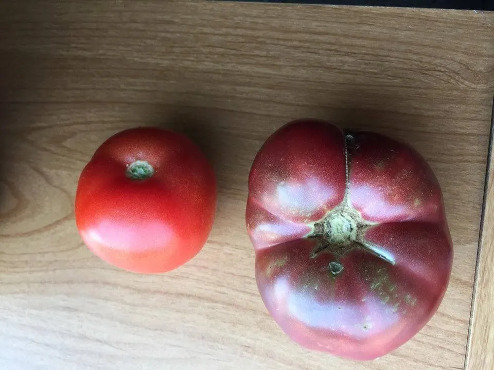 tomatoes grown from seeds 150 years apart