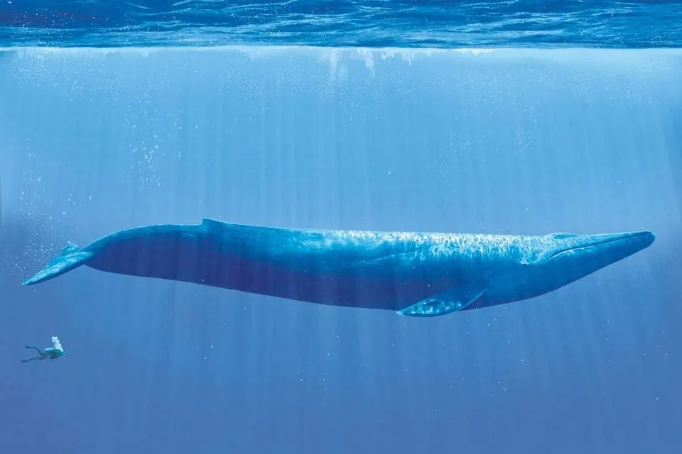 the size of a human next to the size of a whale
