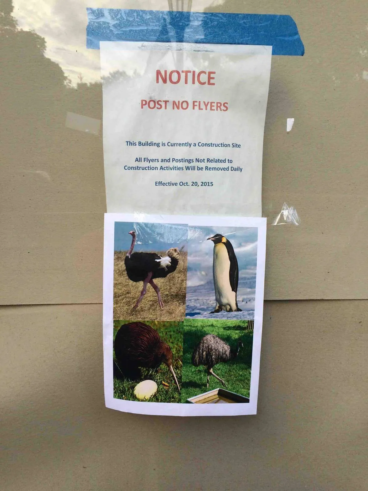 someone posted a sign saying post no flyers and someone posted pictures of birds that can't fly