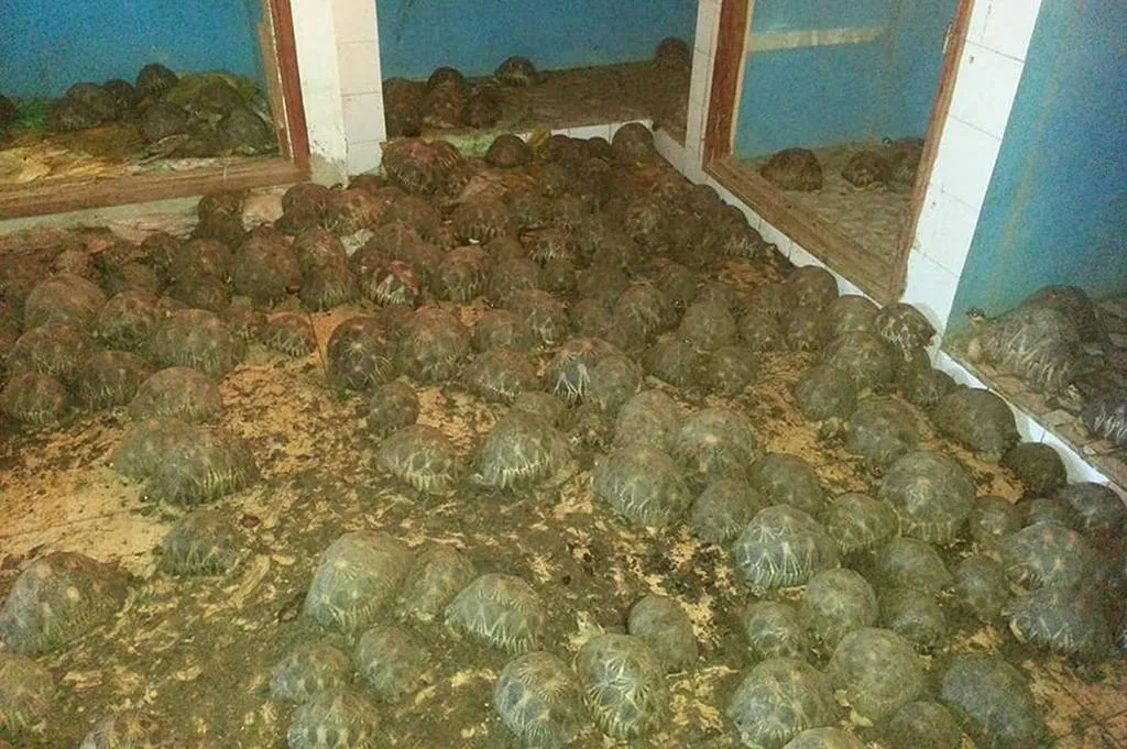 01-turtles-discovered-madagascar-89465