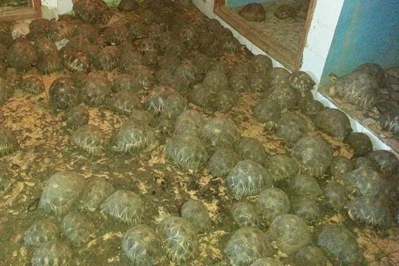 10,000 Tortoises