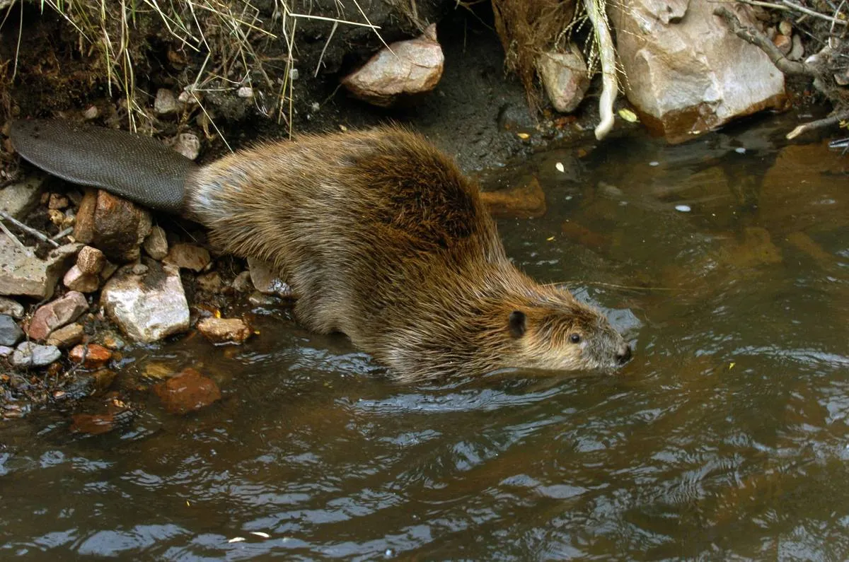 A Lone Beaver Made An Appearance 