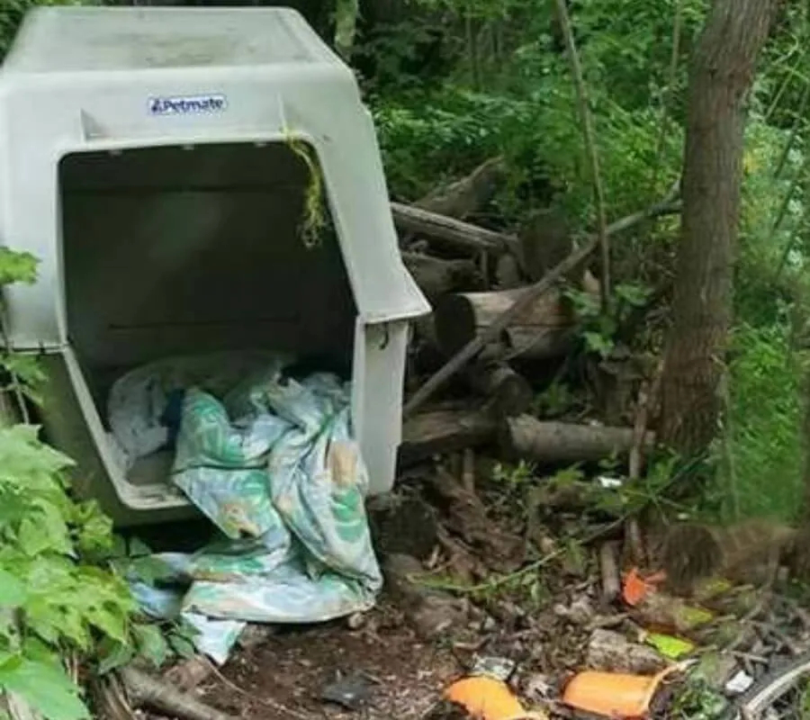 An Animal Cage Was Found In The Shrubs